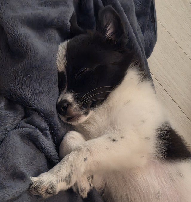 Dori profile